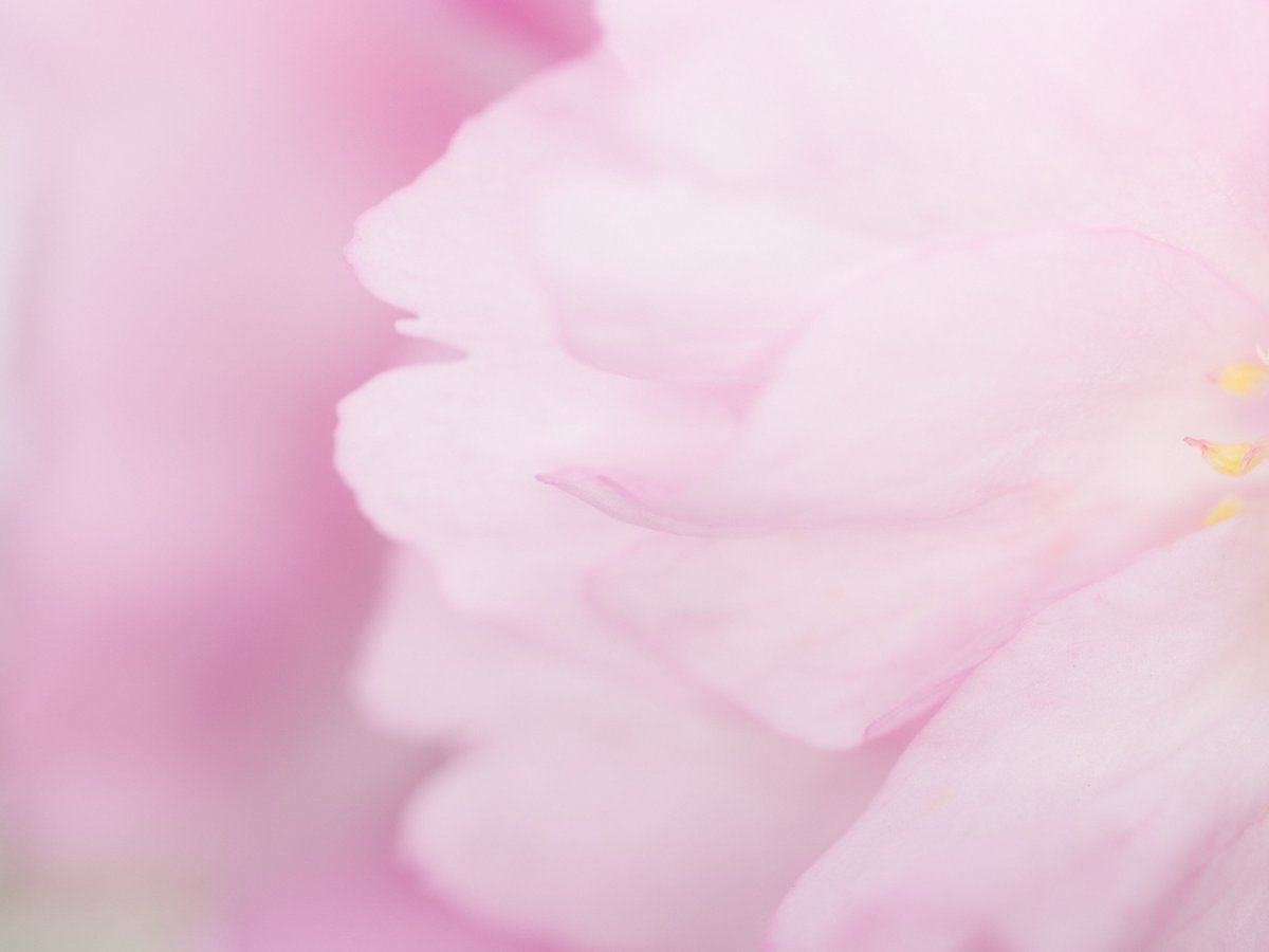 MACRO