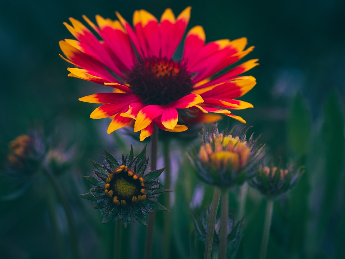 MACRO