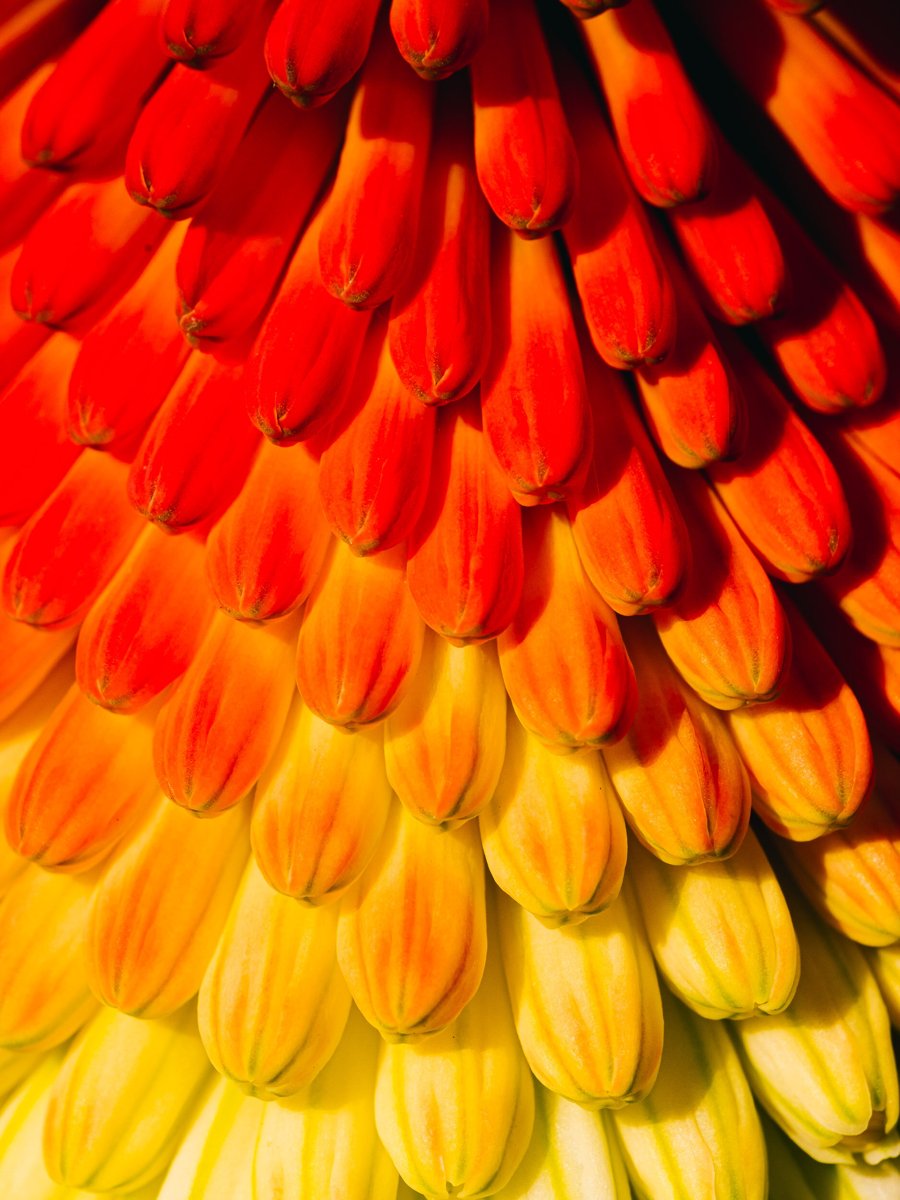 MACRO