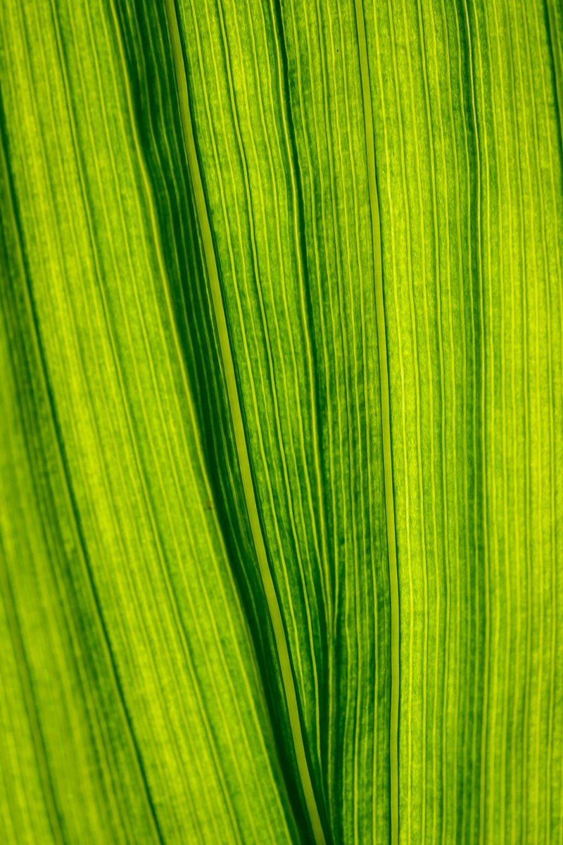 MACRO