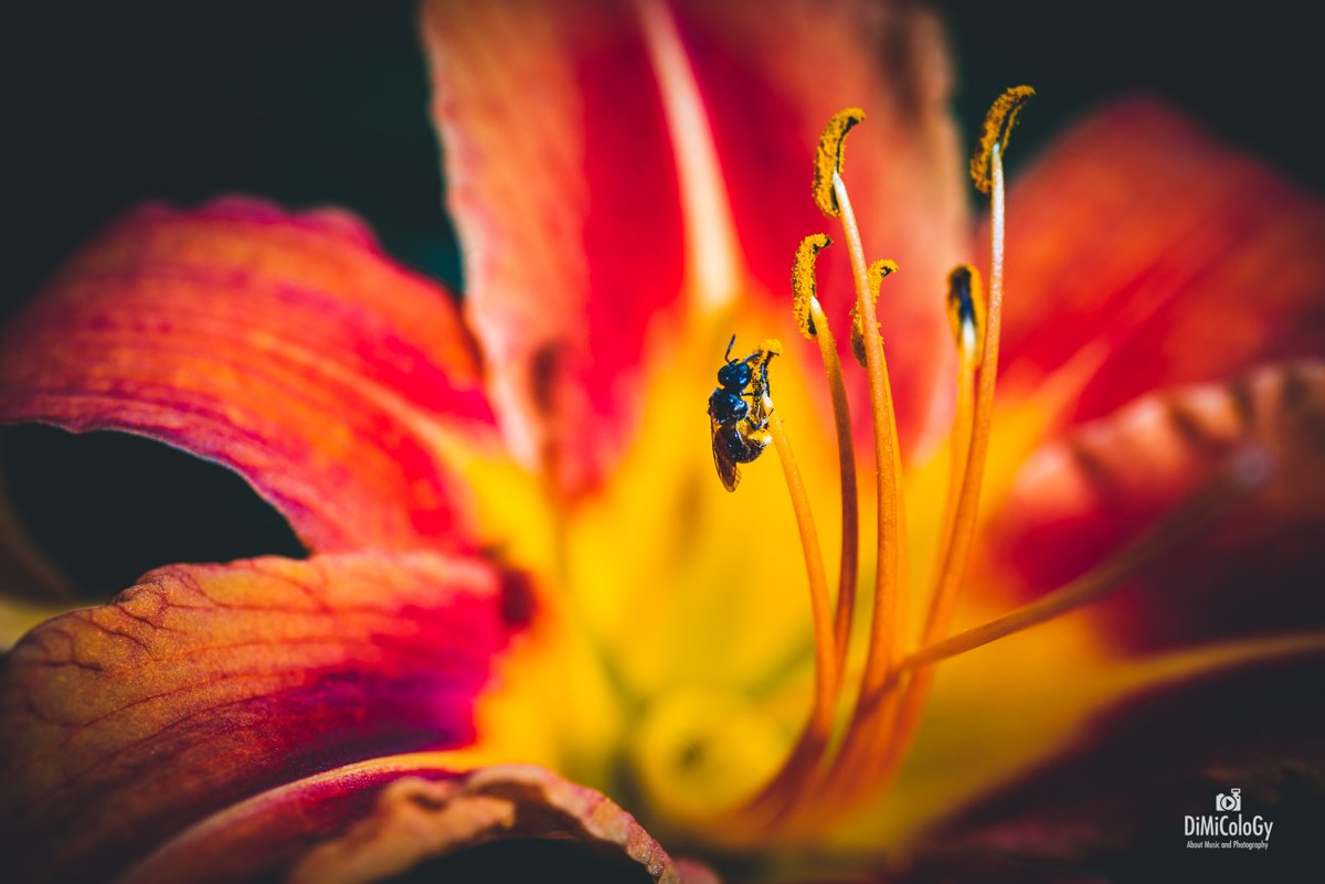 VIVID FLOWERS – Macro Photography