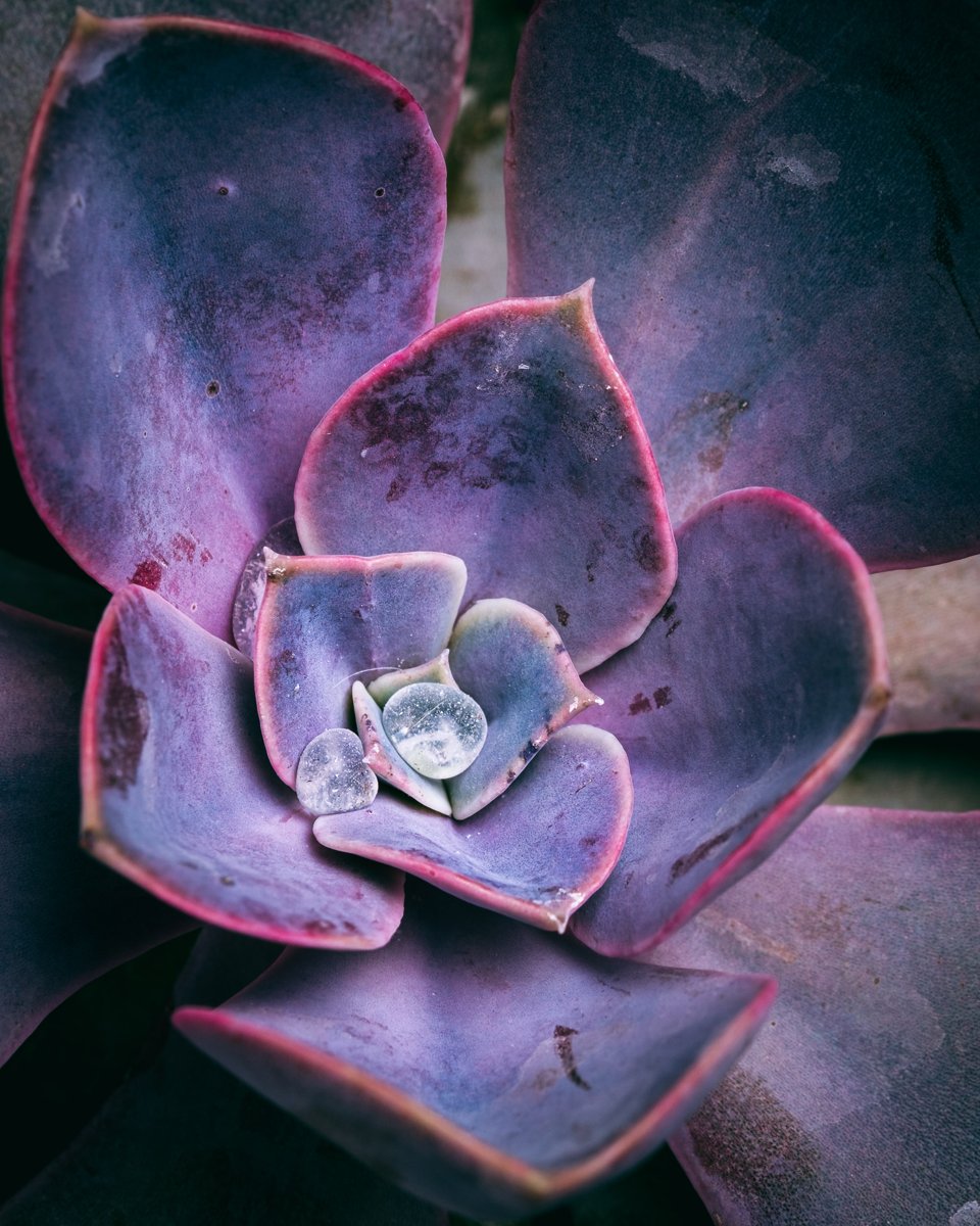 MACRO