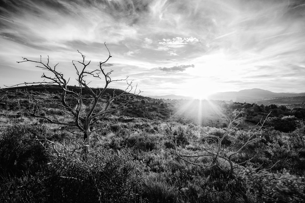 LANDSCAPES