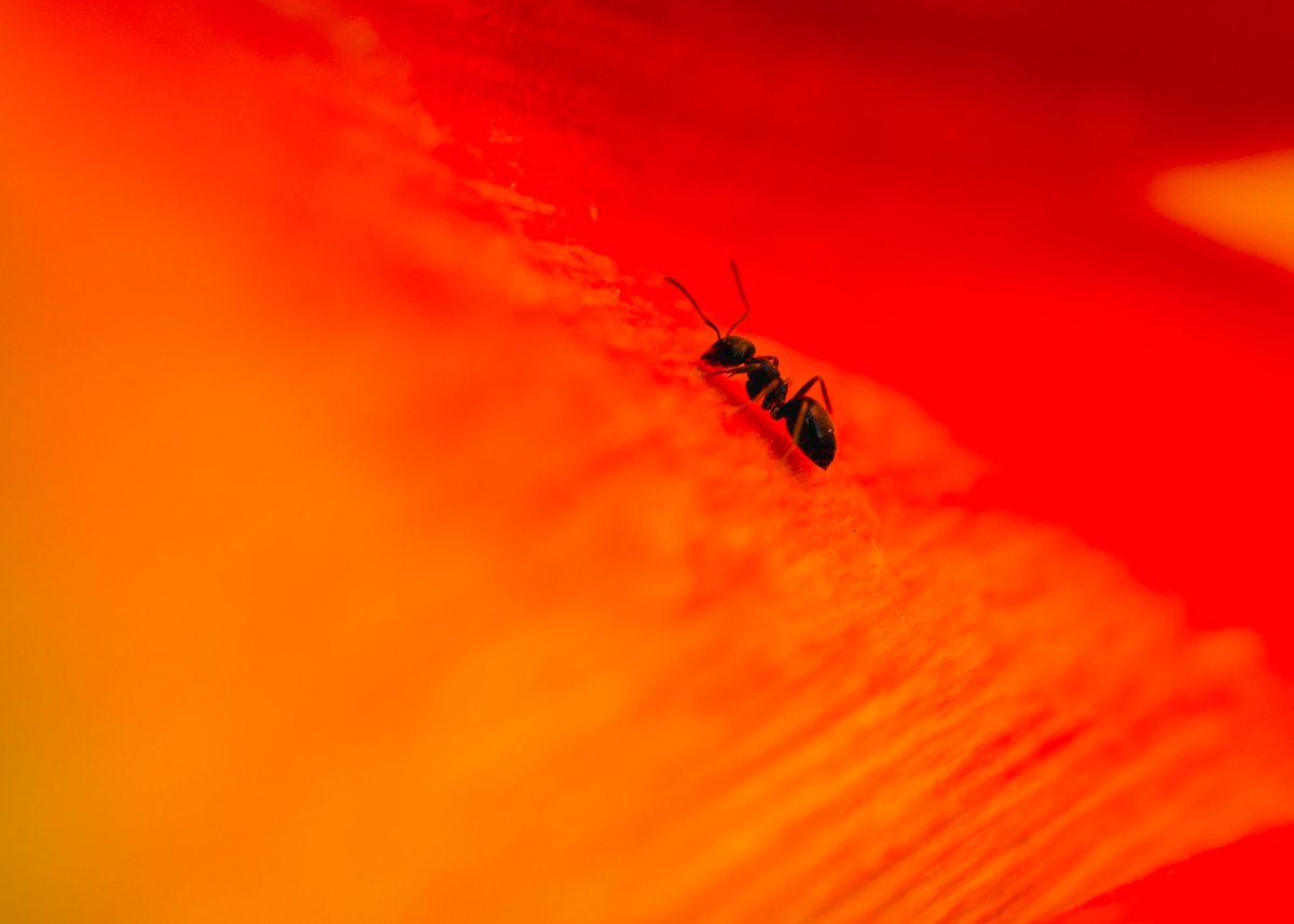 MACRO