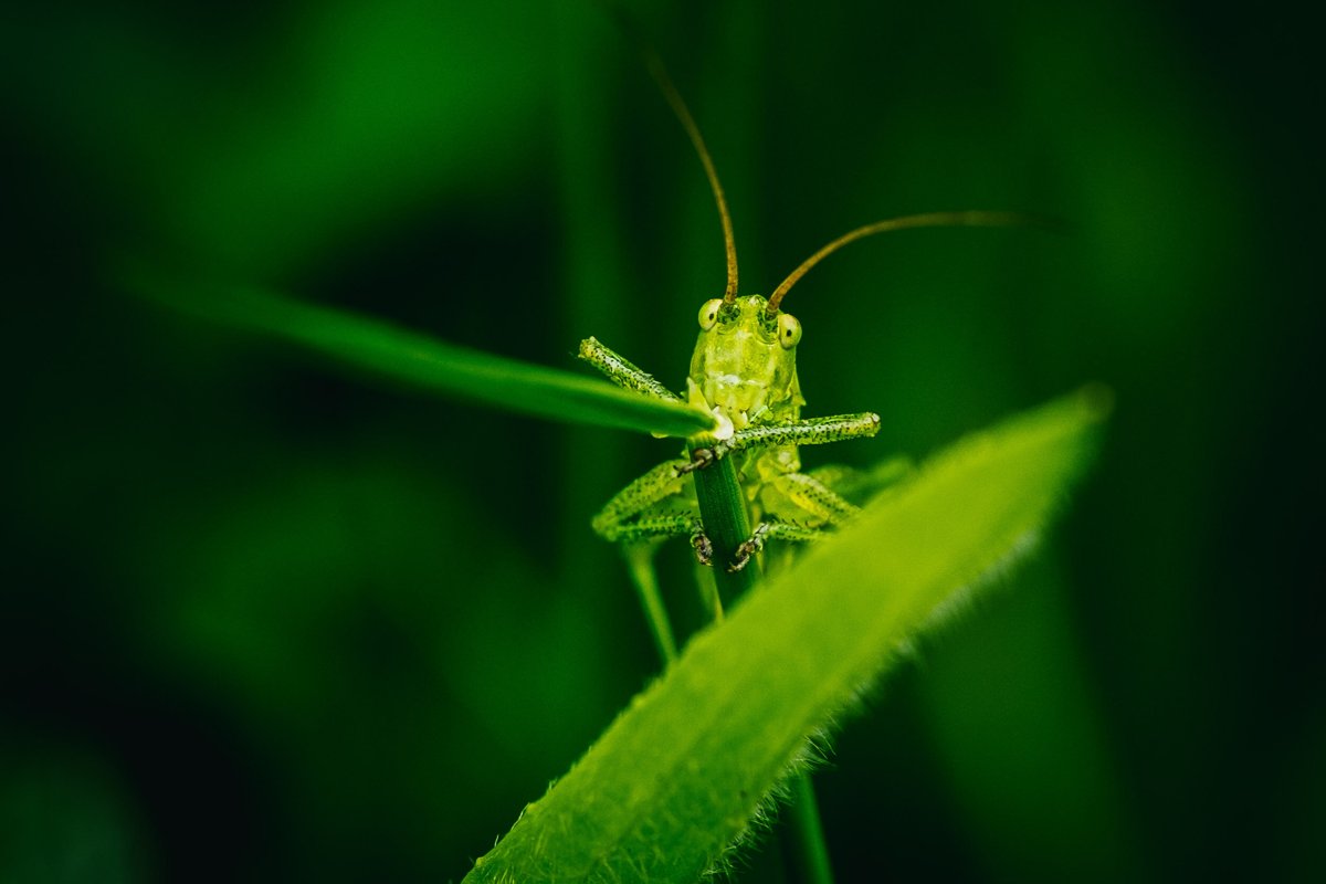 MACRO