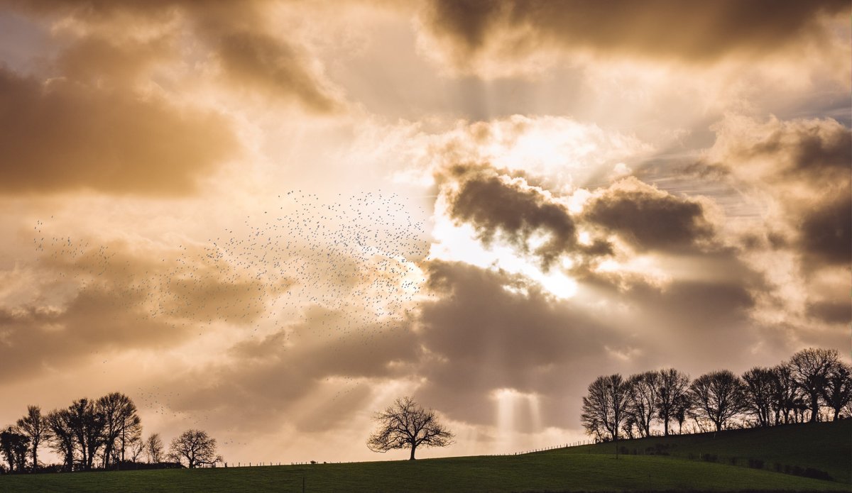 LANDSCAPES