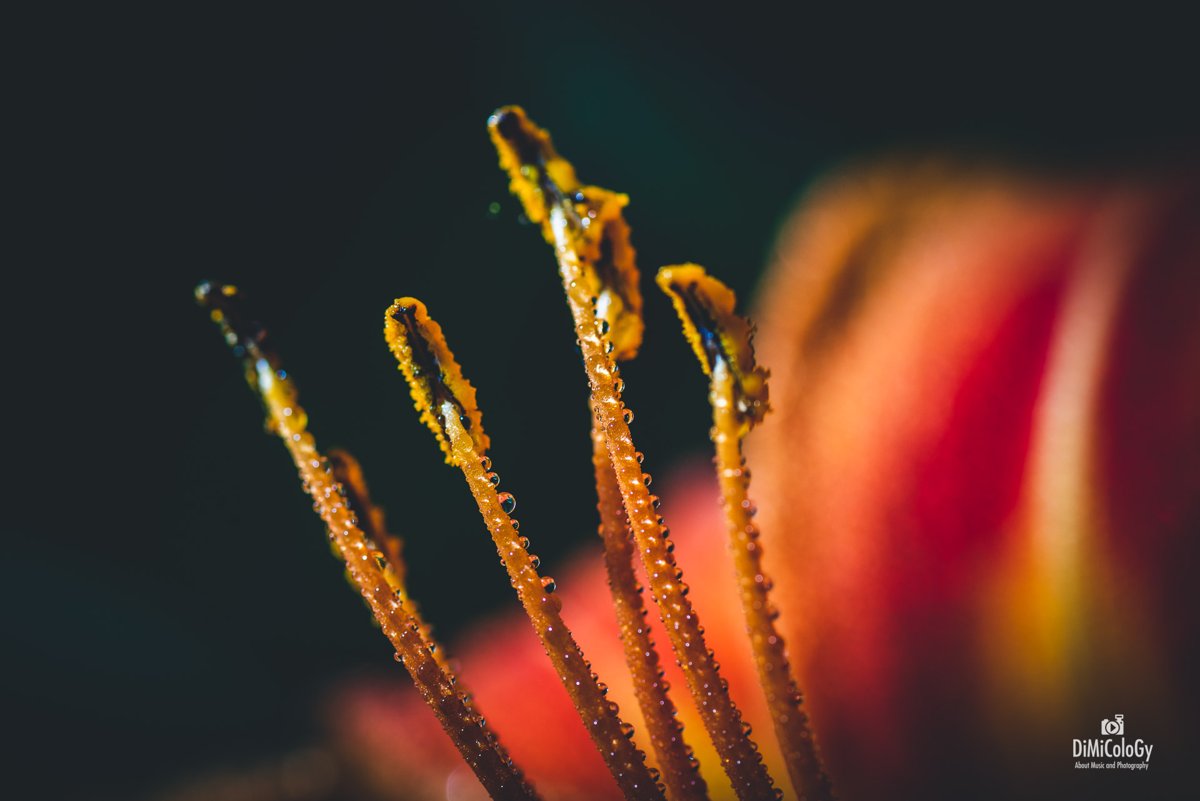 MACRO