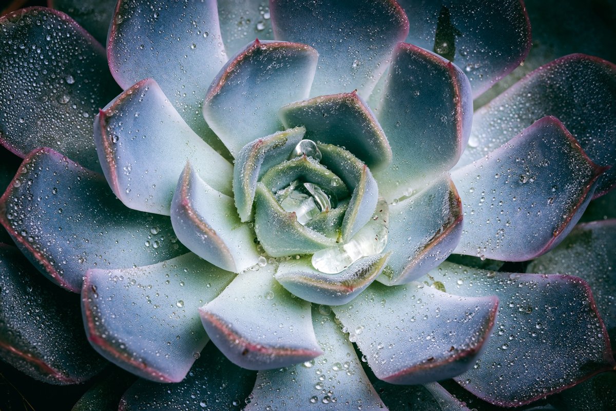 MACRO