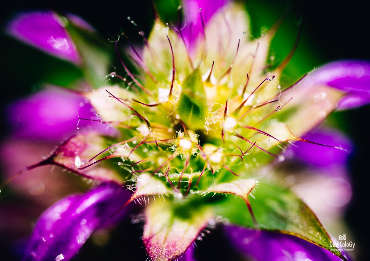 VIVID FLOWERS – Macro Photography