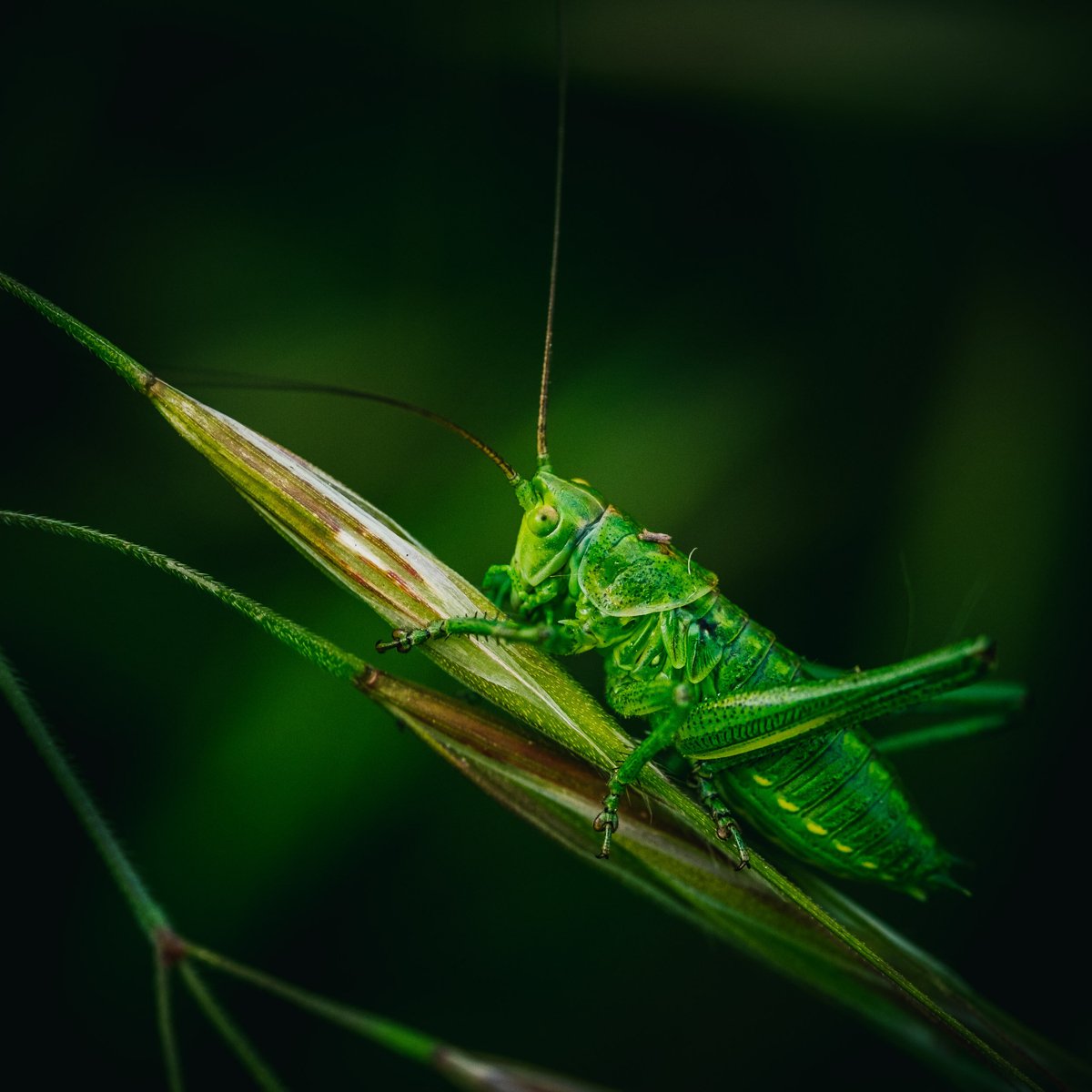 MACRO
