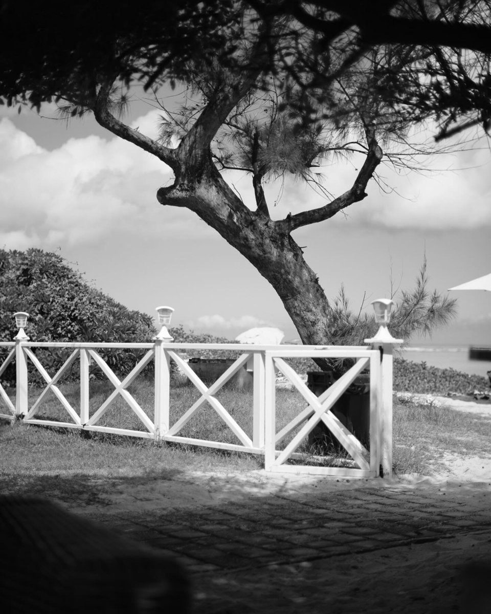 La Réunion 
Under the tree there is no internet. 
#bnw #tree #laréunion #stevecolemanandfiveelements
