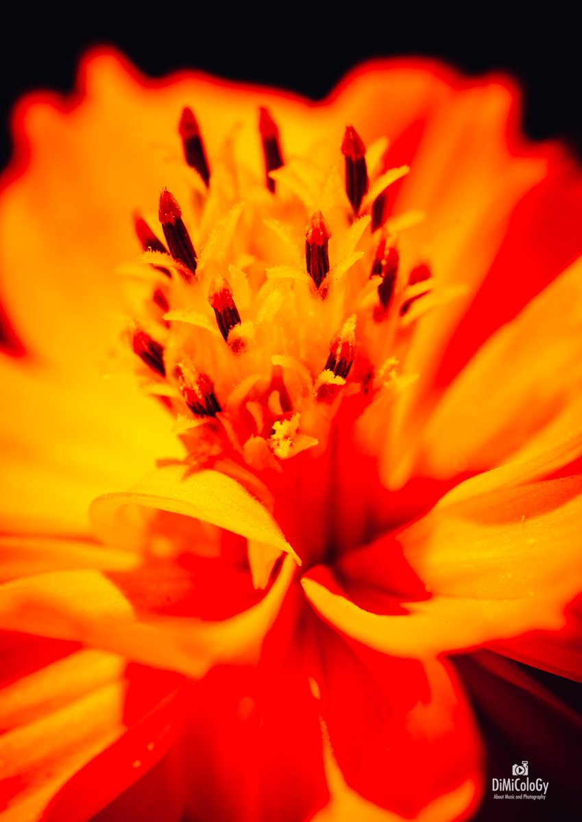 VIVID FLOWERS – Macro Photography