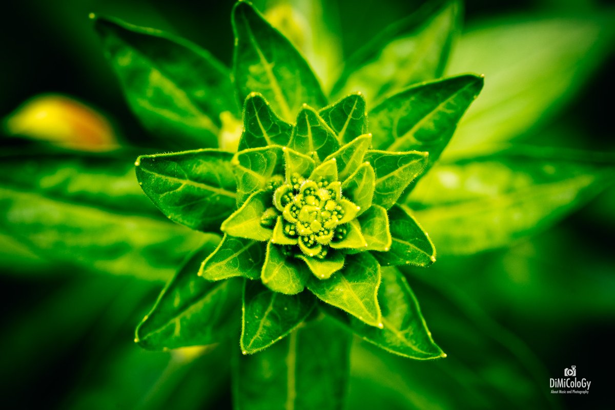 VIVID FLOWERS – Macro Photography