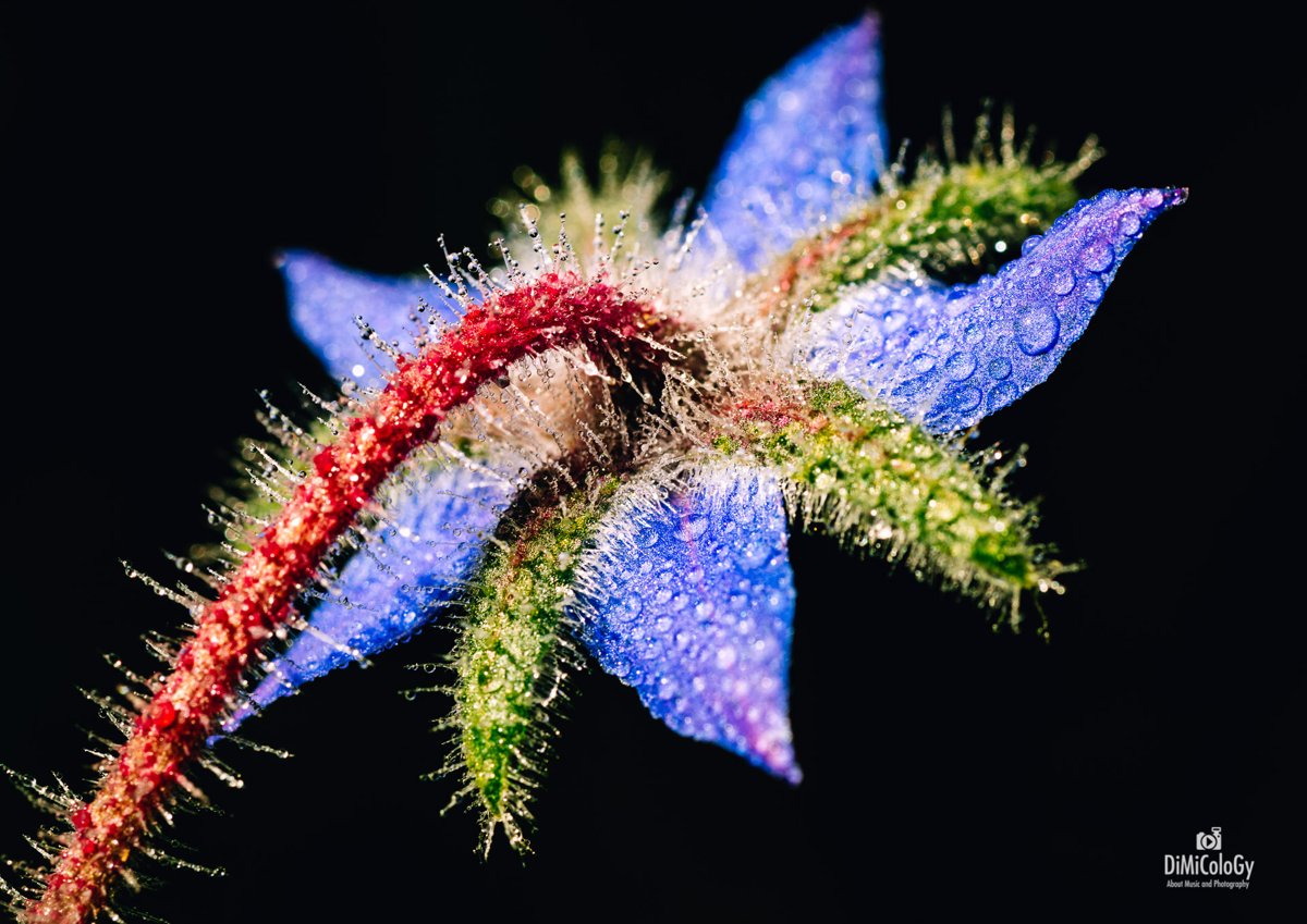 VIVID FLOWERS – Macro Photography