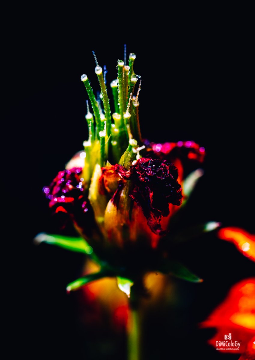 VIVID FLOWERS – Macro Photography
