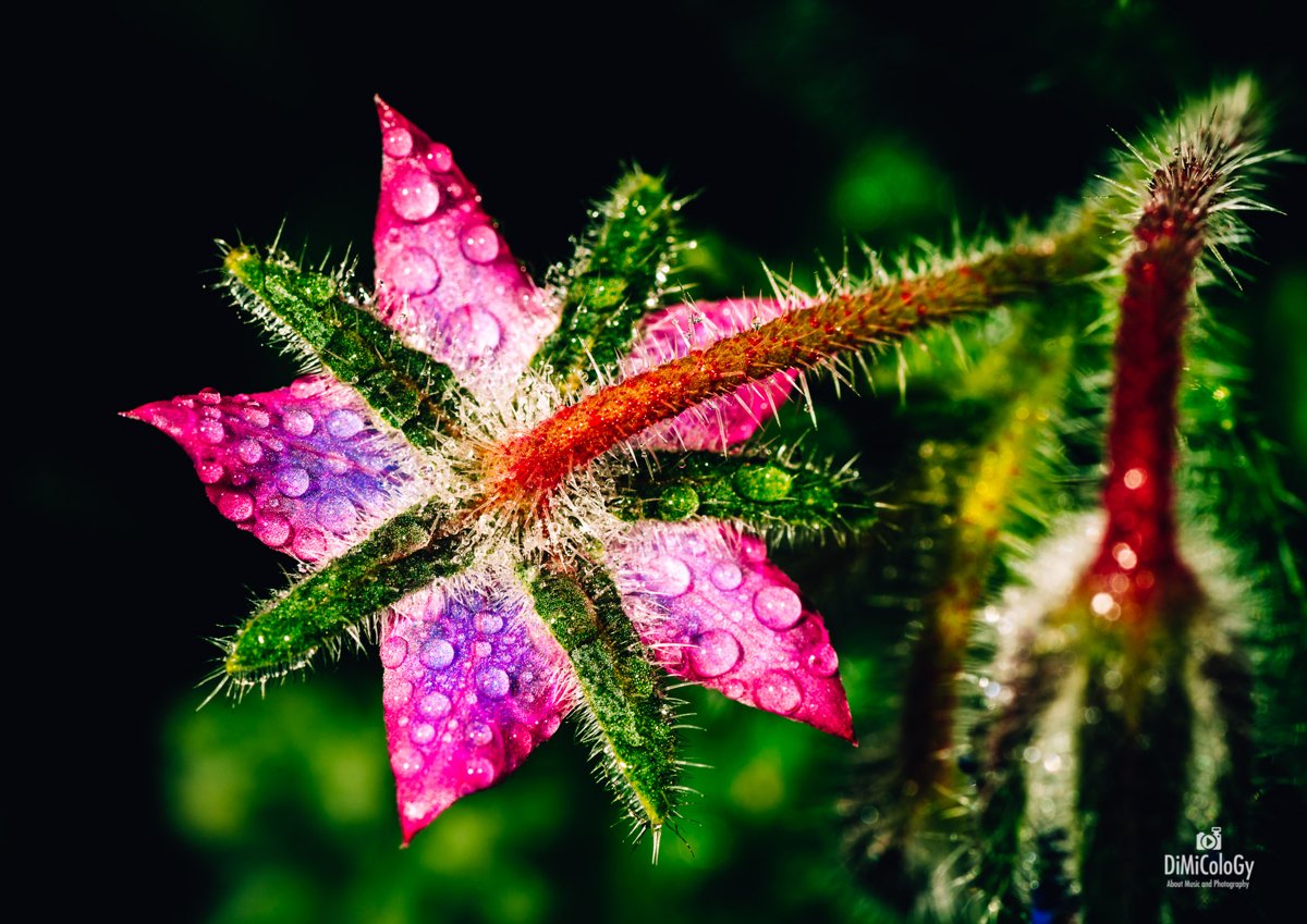 VIVID FLOWERS – Macro Photography