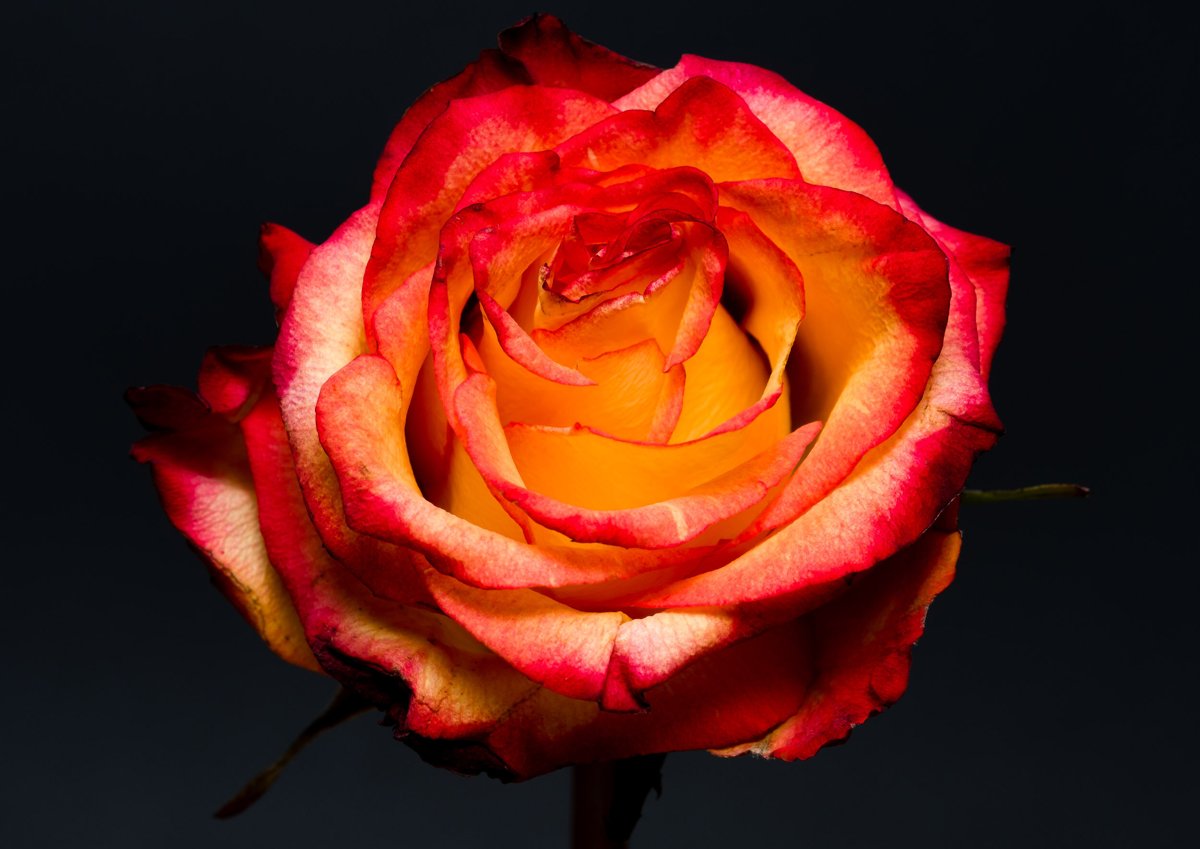 MACRO