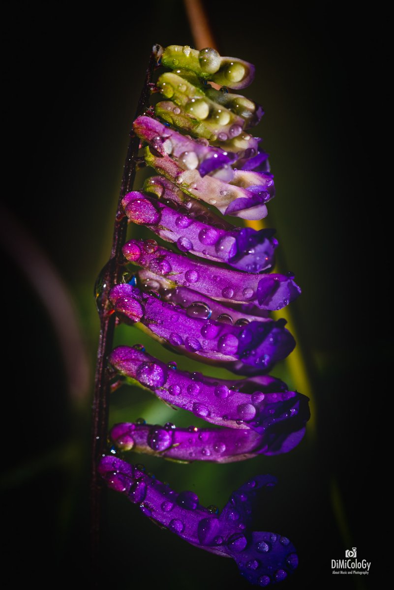 VIVID FLOWERS – Macro Photography